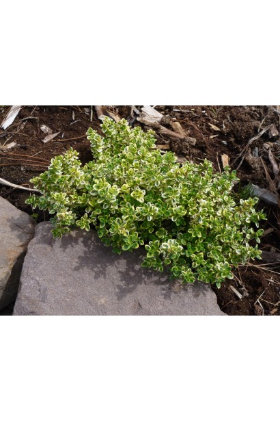 Чабер Голден Лемон в ландшафті